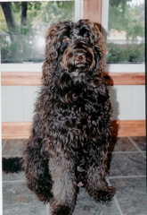Picture of Australian Labradoodle
