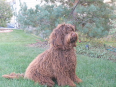 Picture of Australian Labradoodle
