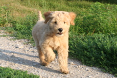 Picture of Australian Labradoodle