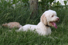 Picture of Australian Labradoodle