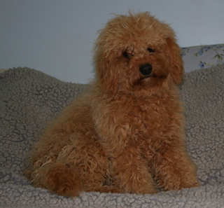 Picture of Australian Labradoodle