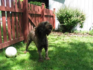 Picture of Australian Labradoodle
