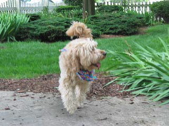 Picture of Australian Labradoodle