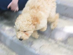 Picture of Australian Labradoodle
