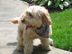 Picture of Australian Labradoodle
