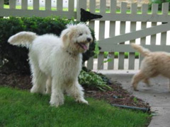 Picture of Australian Labradoodle