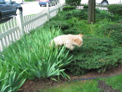 Picture of Australian Labradoodle