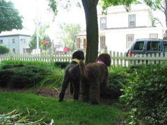 Picture of Australian Labradoodle