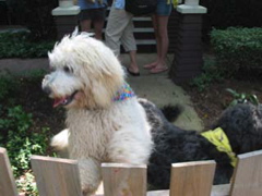 Picture of Australian Labradoodle
