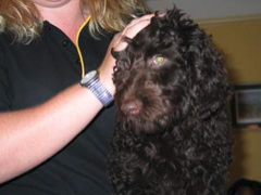 Picture of Australian Labradoodle