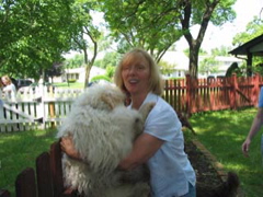 Picture of Australian Labradoodle