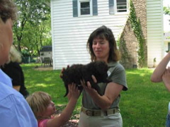 Picture of Australian Labradoodle