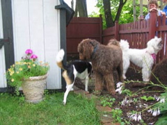 Picture of Australian Labradoodle