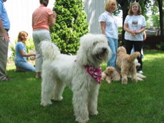 Picture of Australian Labradoodle