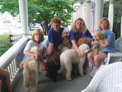 Picture of Australian Labradoodle