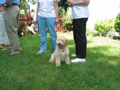 Picture of Australian Labradoodle
