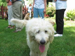 Picture of Australian Labradoodle