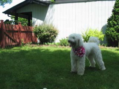 Picture of Australian Labradoodle