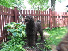 Picture of Australian Labradoodle