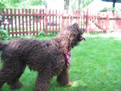 Picture of Australian Labradoodle