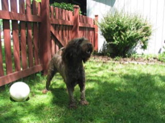 Picture of Australian Labradoodle