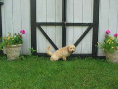 Picture of Australian Labradoodle
