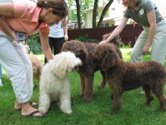 Picture of Australian Labradoodle