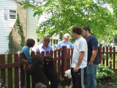 Picture of Australian Labradoodle