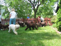 Picture of Australian Labradoodle