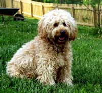 Picture of Kritta, an Australian Labradoodle