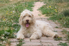 Picture of Australian Labradoodle