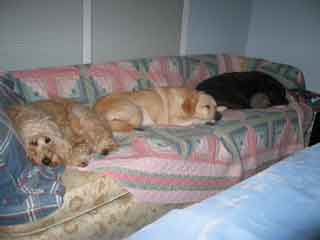 Picture of Australian Labradoodle