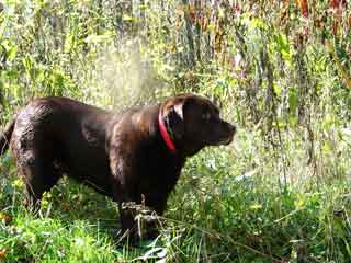 Picture of Australian Labradoodle