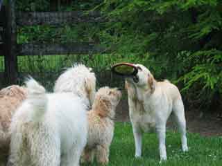 Picture of Australian Labradoodle