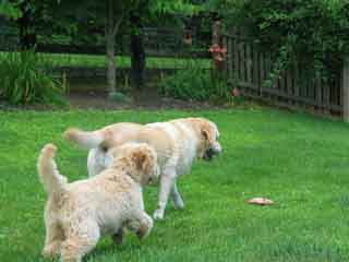 Picture of Australian Labradoodle