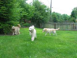 Picture of Australian Labradoodle