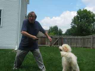 Picture of Australian Labradoodle