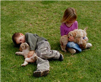 Picture of Australian Labradoodle