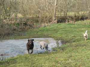 Picture of Australian Labradoodle
