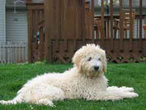 Picture of Australian Labradoodle