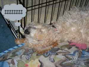 Picture of Australian Labradoodle