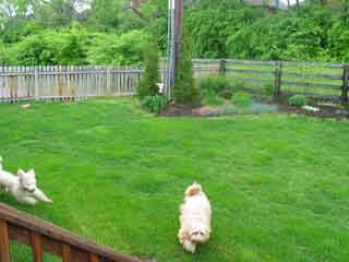 Picture of Australian Labradoodle