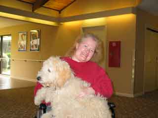 Picture of Australian Labradoodle