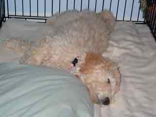 Picture of Australian Labradoodle