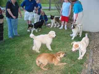 Picture of Australian Labradoodle