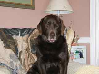 Picture of Australian Labradoodle