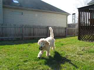Picture of Australian Labradoodle