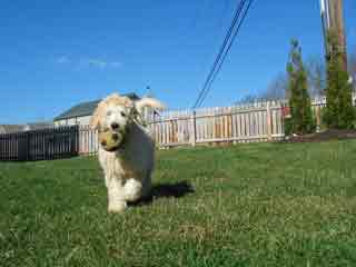 Picture of Australian Labradoodle
