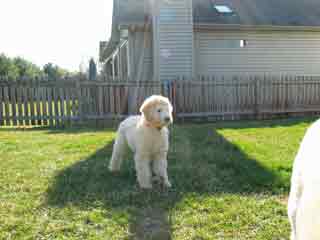 Picture of Australian Labradoodle