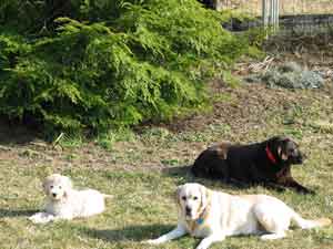 Picture of Australian Labradoodle
